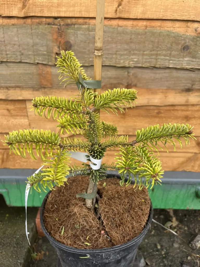 Abies nordmanniana - Caucasian Fir 'Golden Spreader