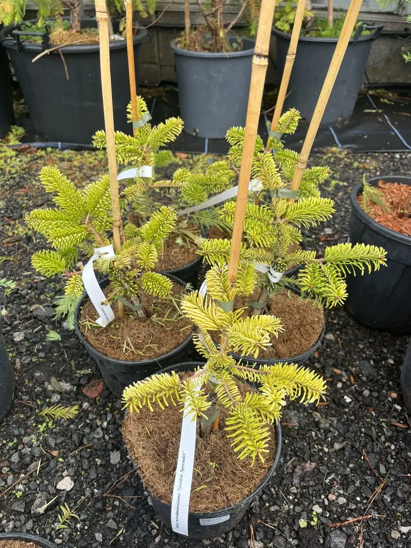 Abies nordmanniana - Caucasian Fir 'Golden Spreader