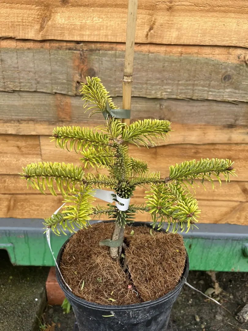 Abies nordmanniana - Caucasian Fir 'Golden Spreader