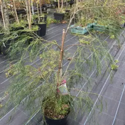 Chamaecyparis lawsoniana - Lawson Cypress 'Drooping Solo'