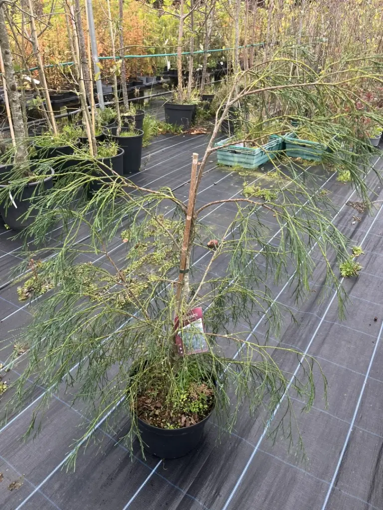 Chamaecyparis lawsoniana - Lawson Cypress 'Drooping Solo'