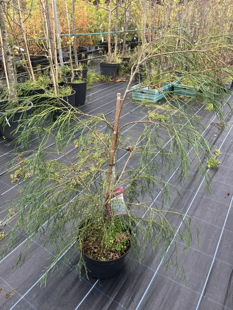 Chamaecyparis lawsoniana - Lawson Cypress 'Drooping Solo'