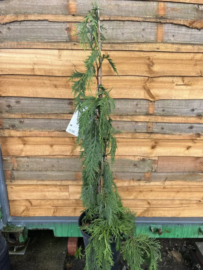 Chamaecyparis nootkatensis - Nootka Cypress 'Jubilee'