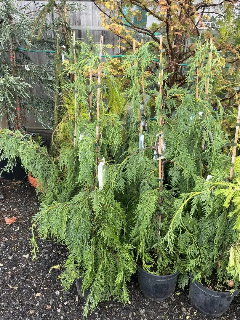 Chamaecyparis nootkatensis - Nootka Cypress 'Jubilee'