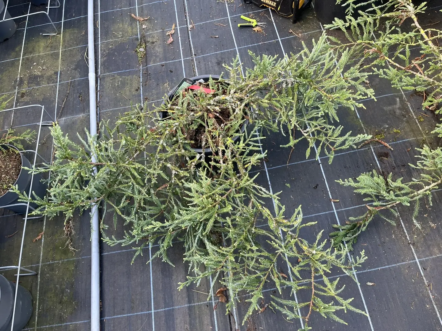 Coast Redwood - Sequoia sempervirens Adpressa