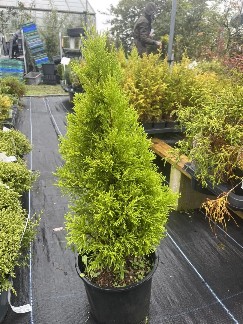 Cupressus macrocarpa - Monterey cypress 'Wilma'