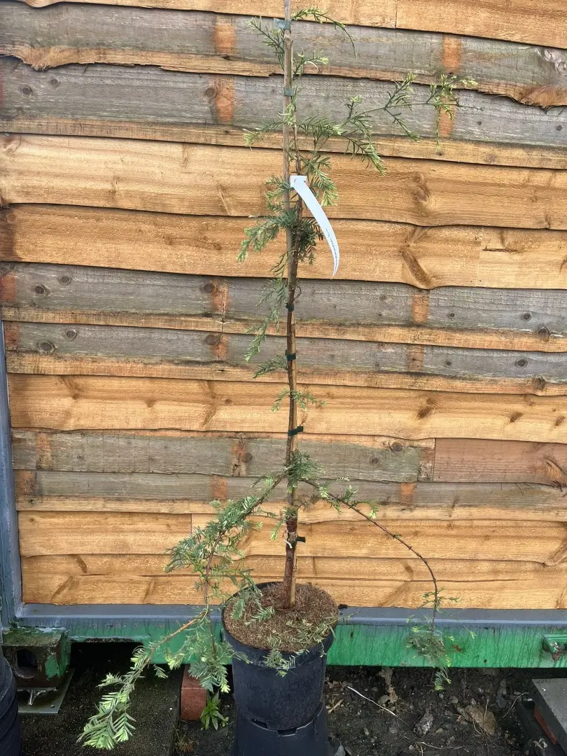 Metasequoia glyptostroboides - Dawn Redwood 'Syców'