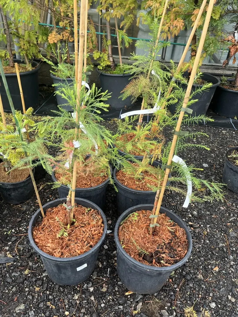 Glyptostrobus pensilis - Chinese deciduous cypress