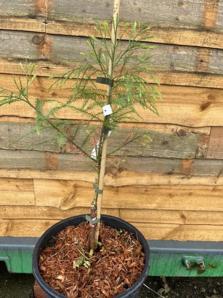 Glyptostrobus pensilis - Chinese deciduous cypress
