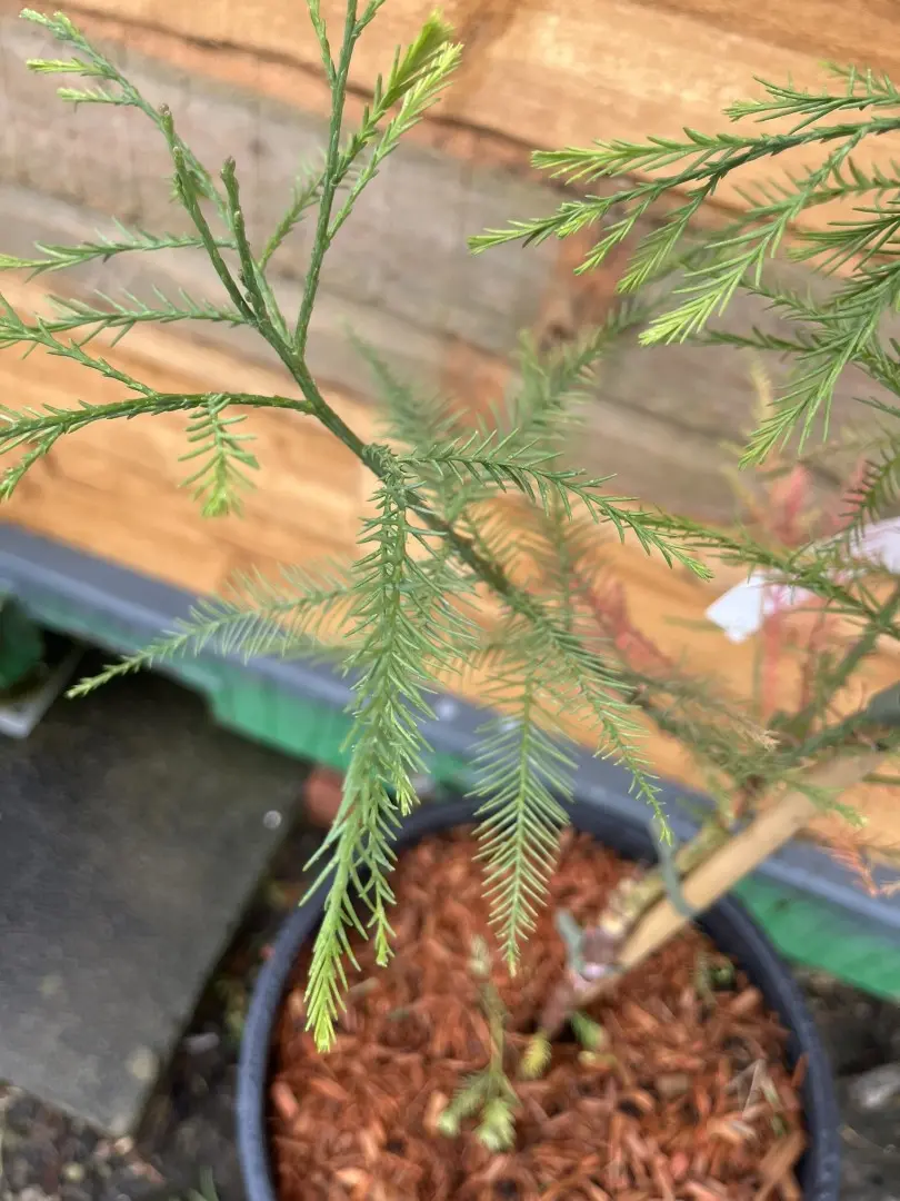 Glyptostrobus pensilis - Chinese deciduous cypress