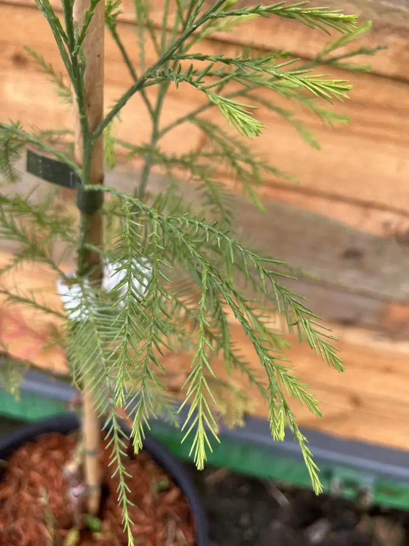 Glyptostrobus pensilis - Chinese deciduous cypress