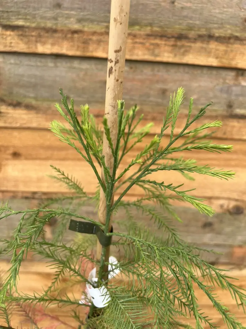 Glyptostrobus pensilis - Chinese deciduous cypress