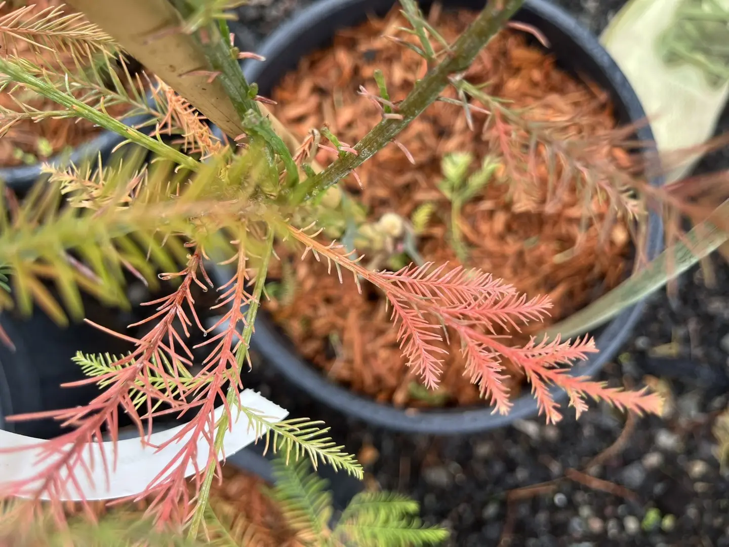 Glyptostrobus pensilis - Chinese deciduous cypress