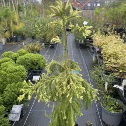 Japanese Red Cedar Tree 'Sekkan-sugi'