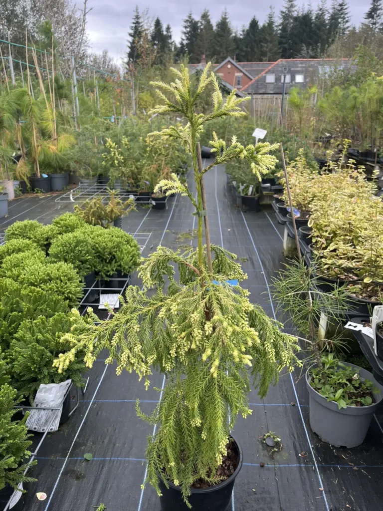 Japanese Red Cedar Tree 'Sekkan-sugi'
