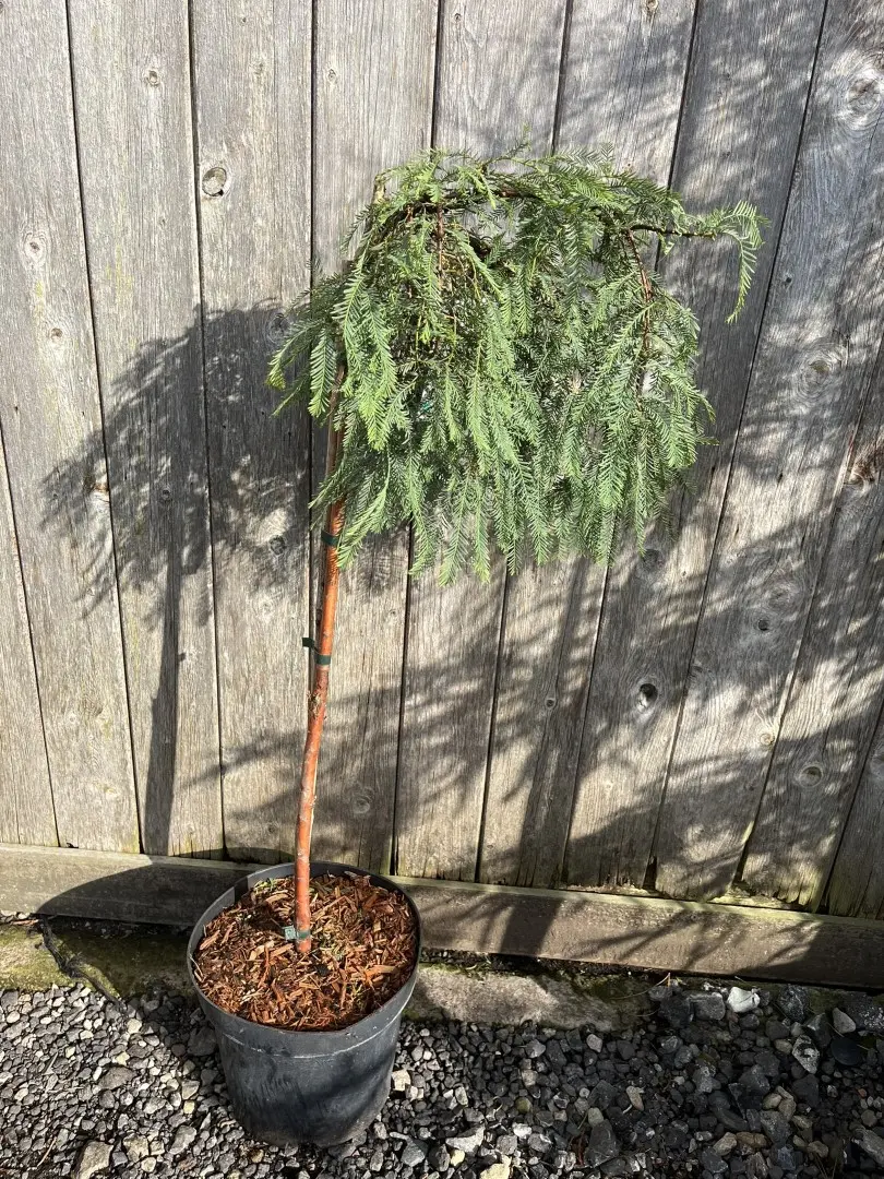 Metasequoia glyptostroboides - Dawn Redwood 'Miss Grace'