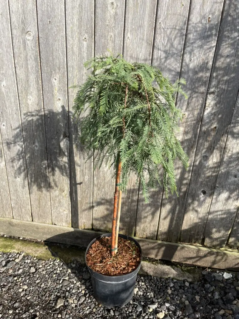 Metasequoia glyptostroboides - Dawn Redwood 'Miss Grace'