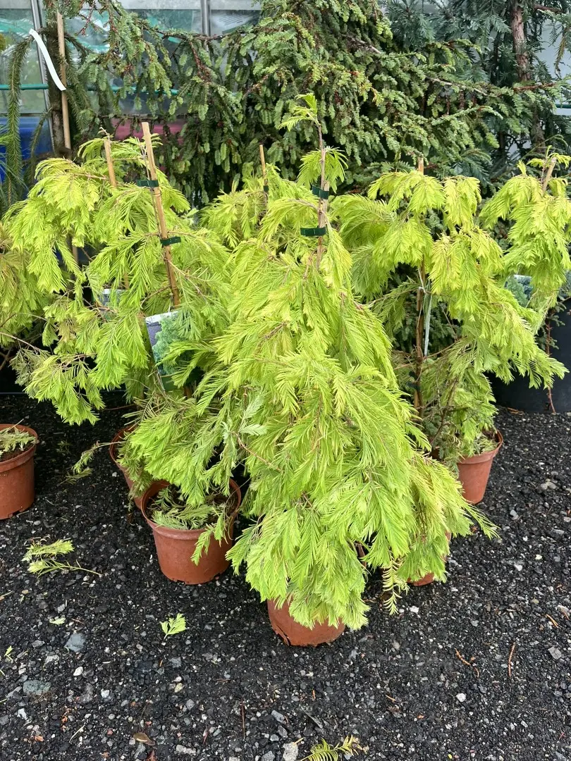 Metasequoia glyptostroboides - Dawn Redwood 'Pendula'