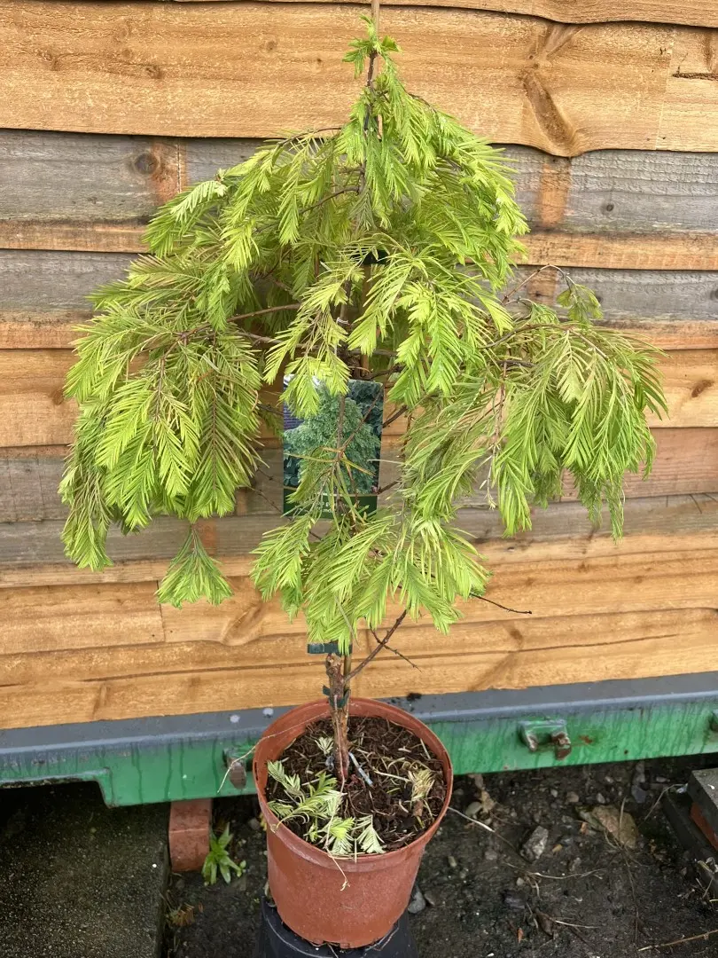 Metasequoia glyptostroboides - Dawn Redwood 'Pendula'