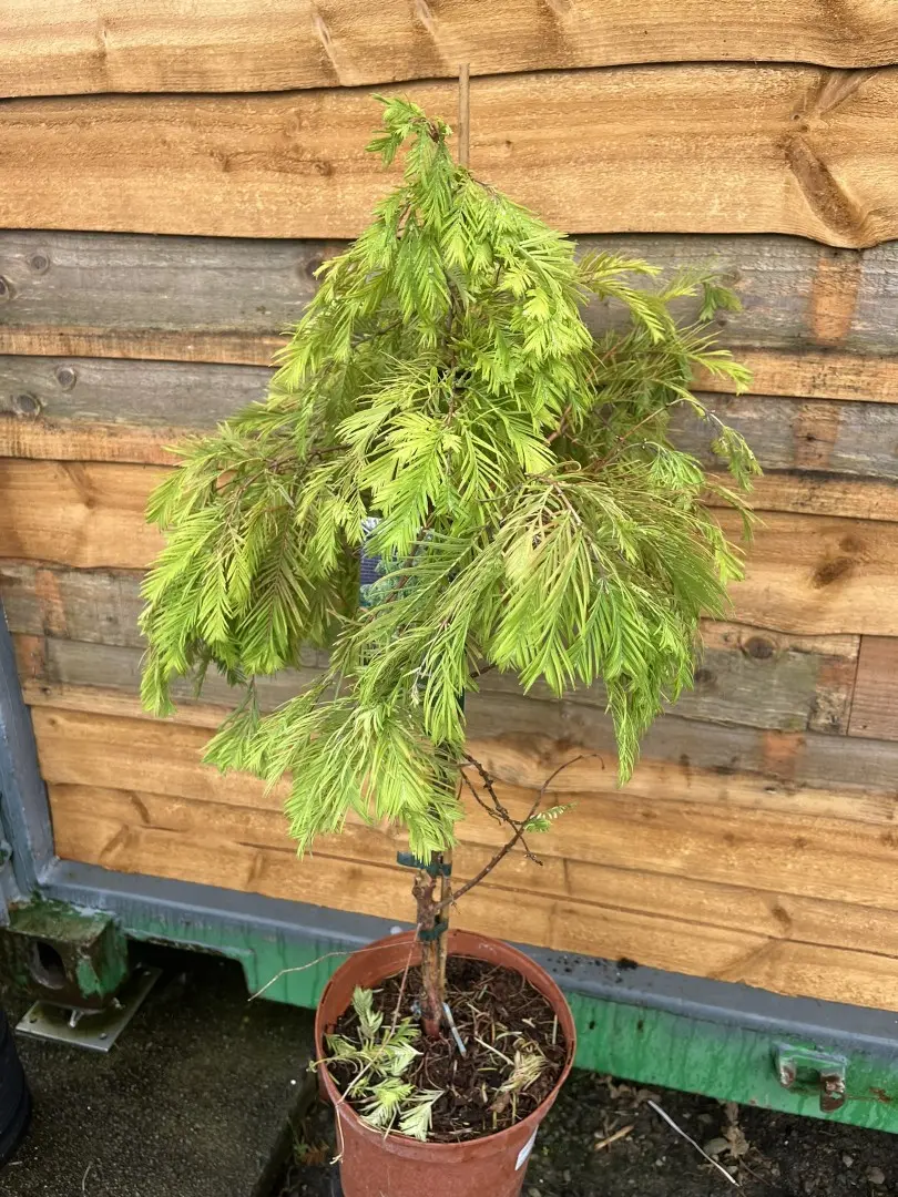 Dawn Redwood 'Pendula' 60/80cm (5L) - Image 2
