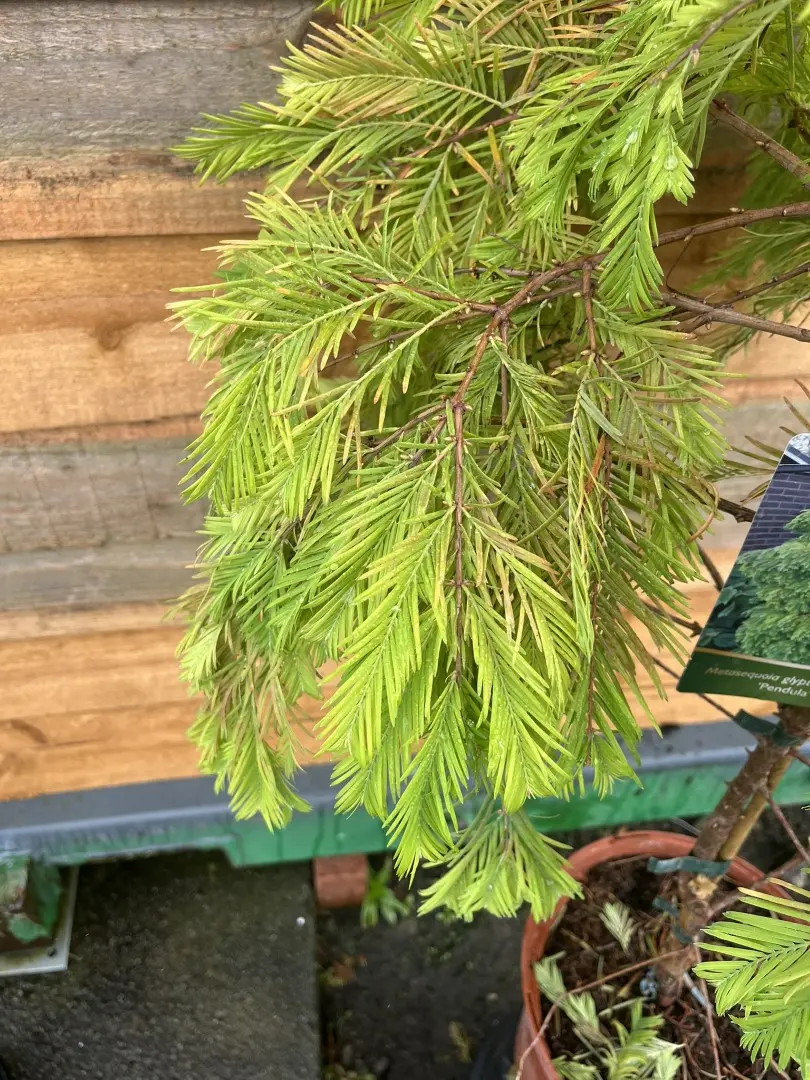 Metasequoia glyptostroboides - Dawn Redwood 'Pendula'
