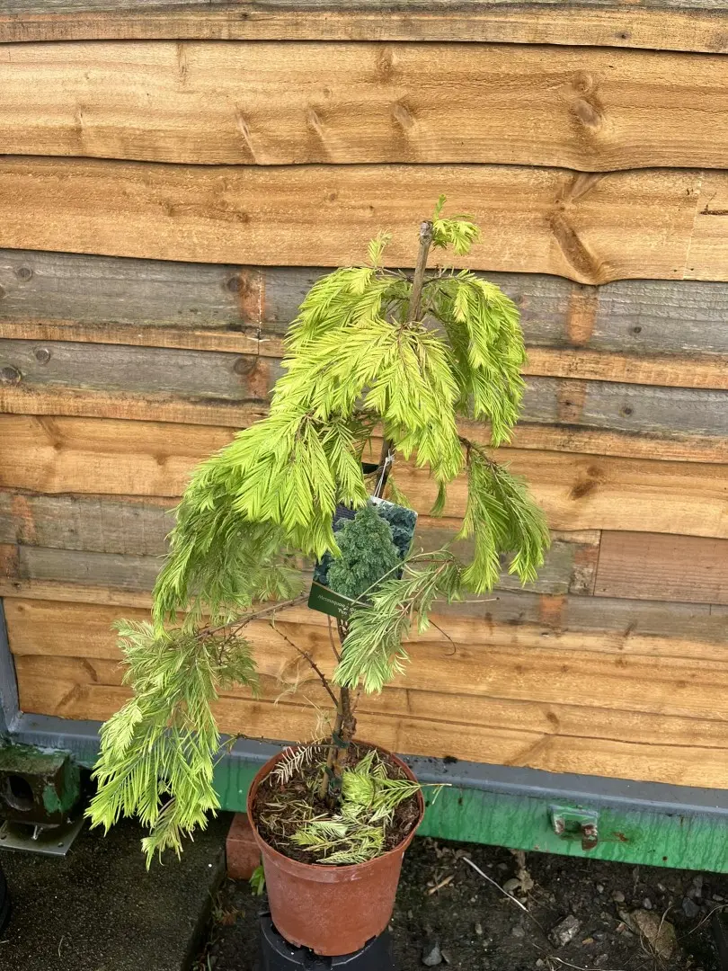 Metasequoia glyptostroboides - Dawn Redwood 'Pendula'