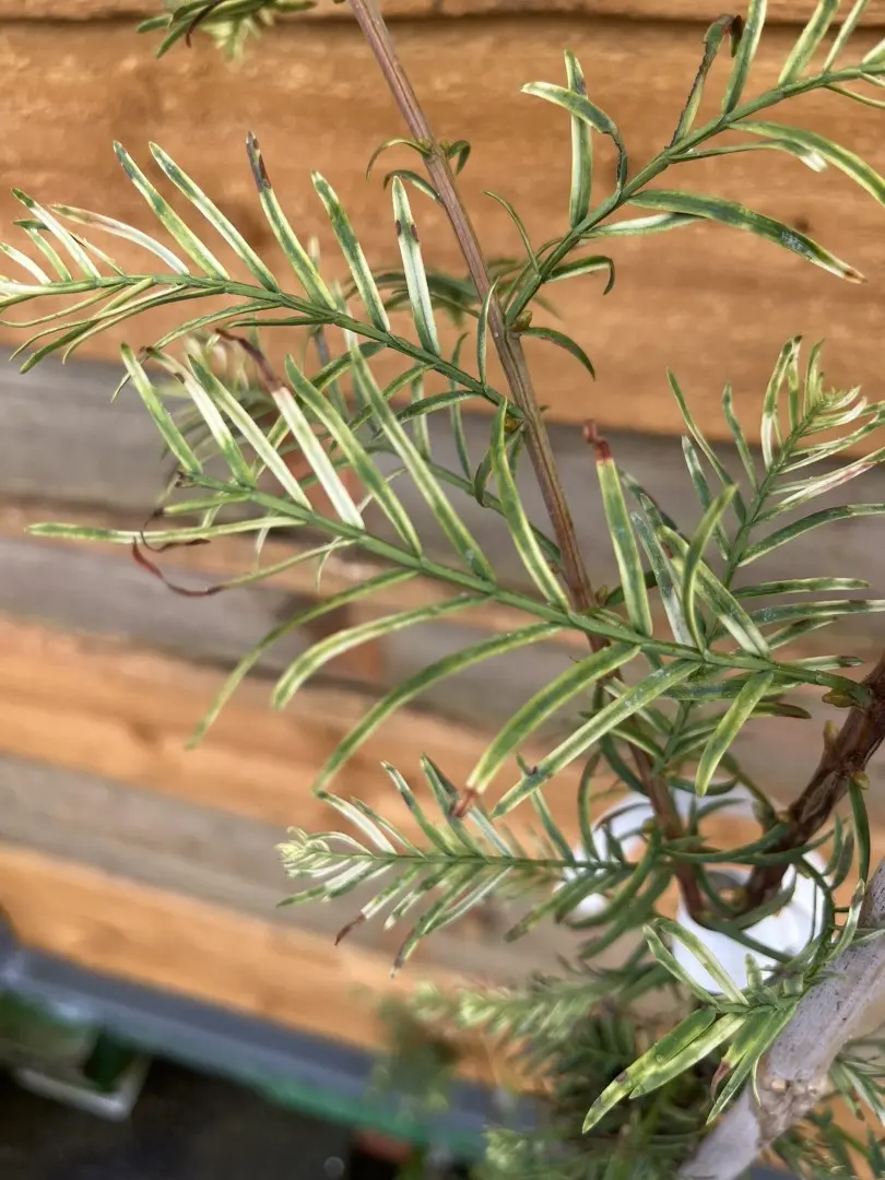 Metasequoia glyptostroboides - Dawn Redwood 'Syców'