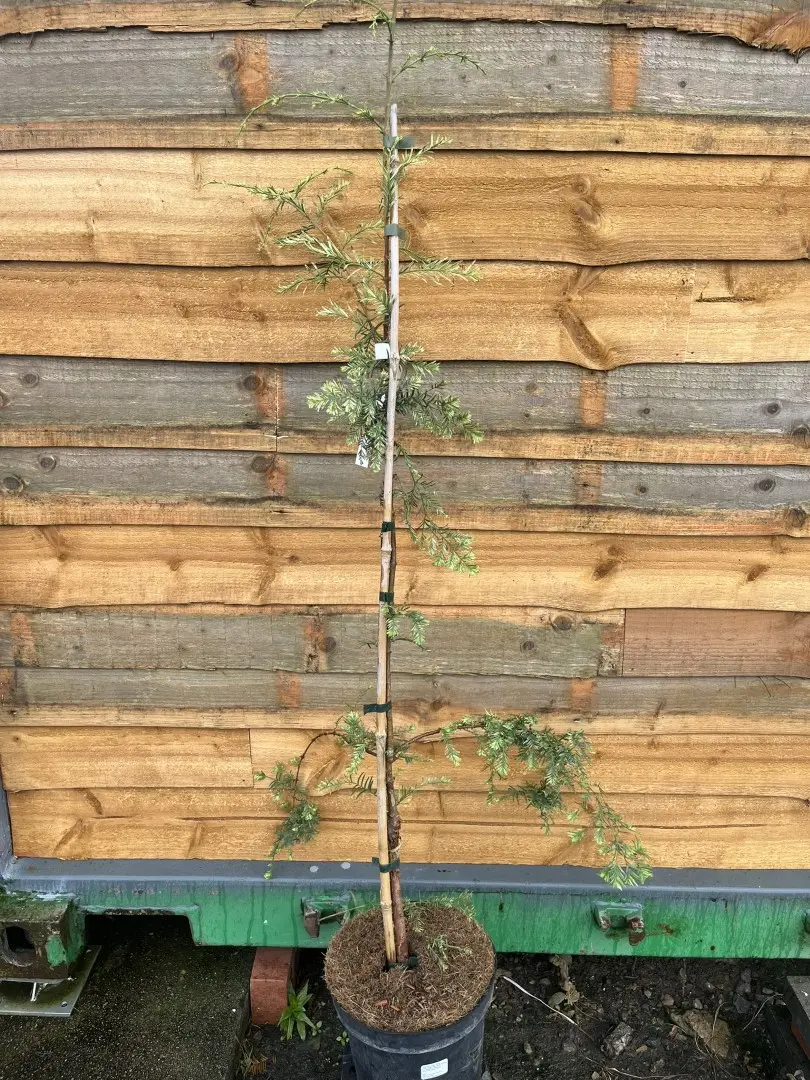 Metasequoia glyptostroboides - Dawn Redwood 'Syców'
