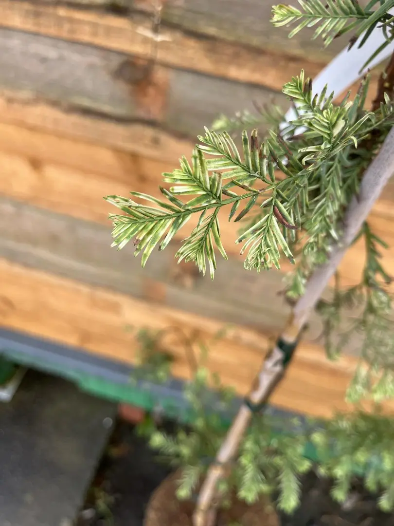 Metasequoia glyptostroboides - Dawn Redwood 'Syców'