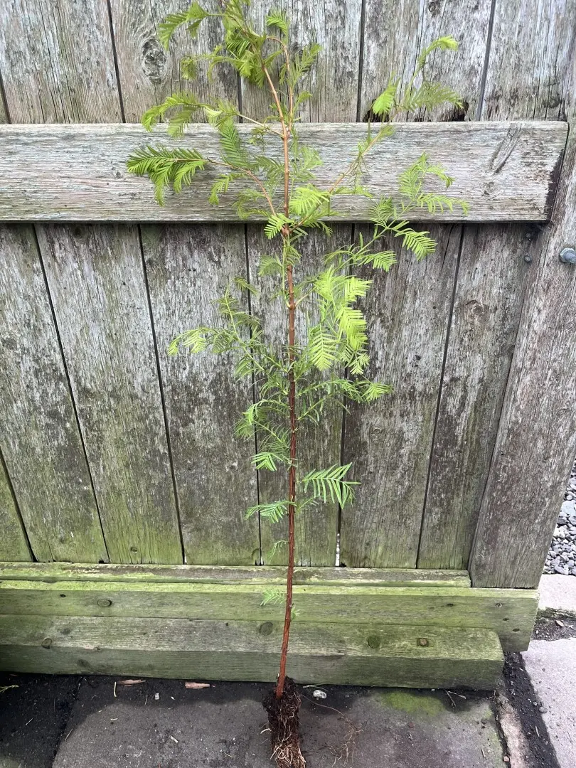 Metasequoia glyptostroboides - Dawn Redwood Tree