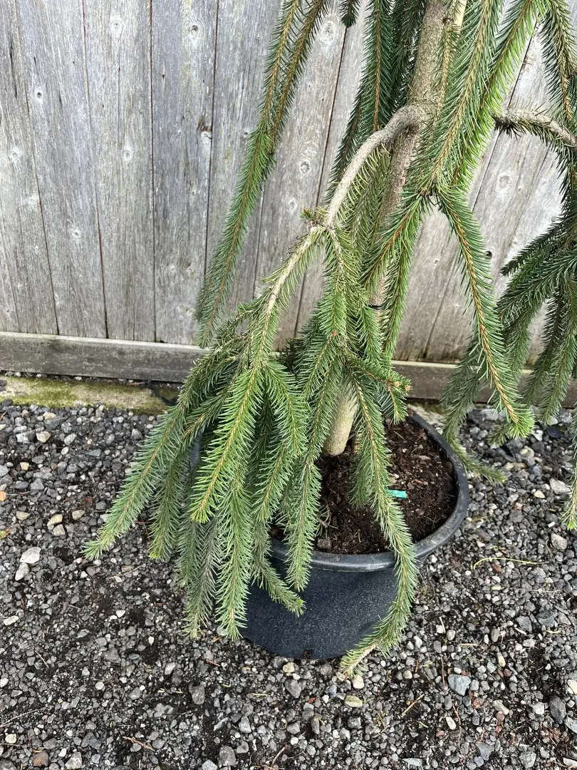 Picea abies - Norway Spruce 'Cobra'