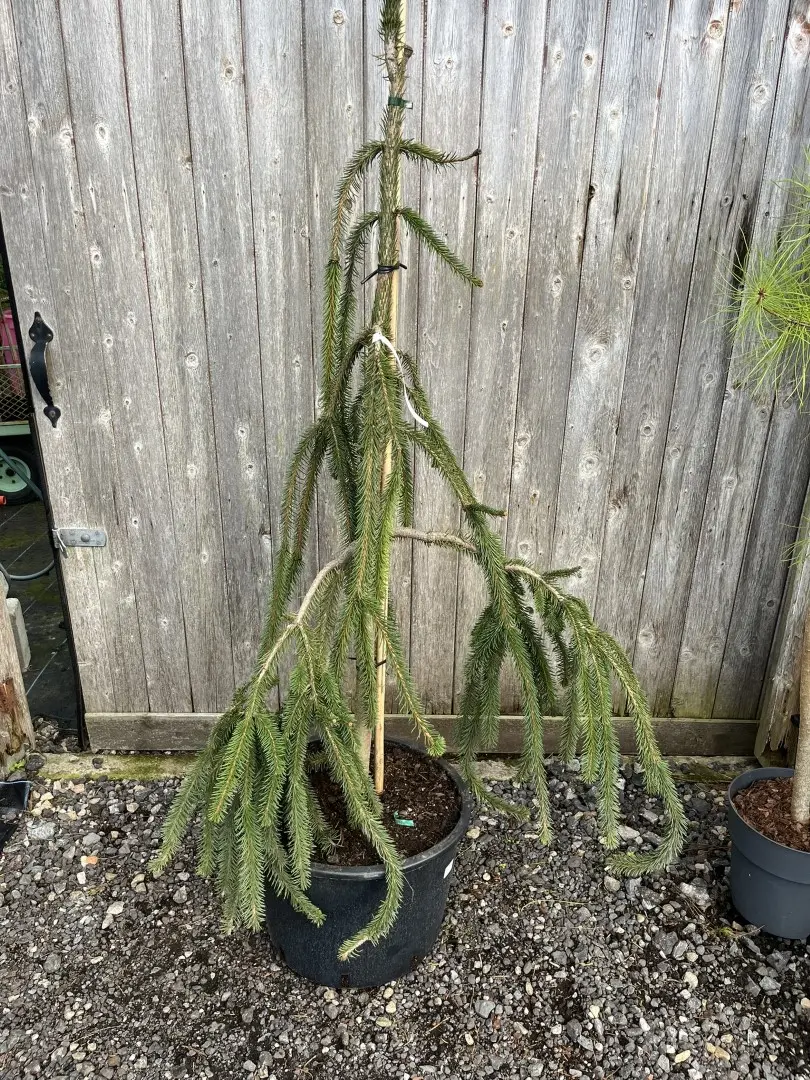 Picea abies - Norway Spruce 'Cobra'