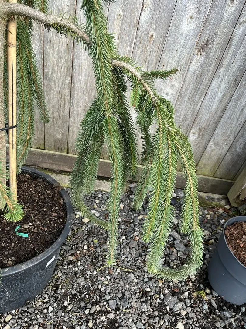 Picea abies - Norway Spruce 'Cobra'