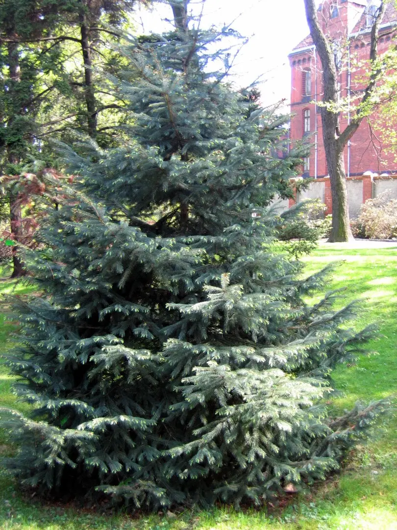 Picea engelmannii - Engelmann Spruce