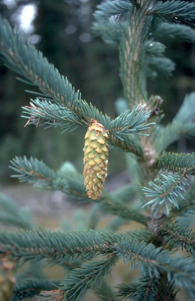 Picea engelmannii - Engelmann Spruce