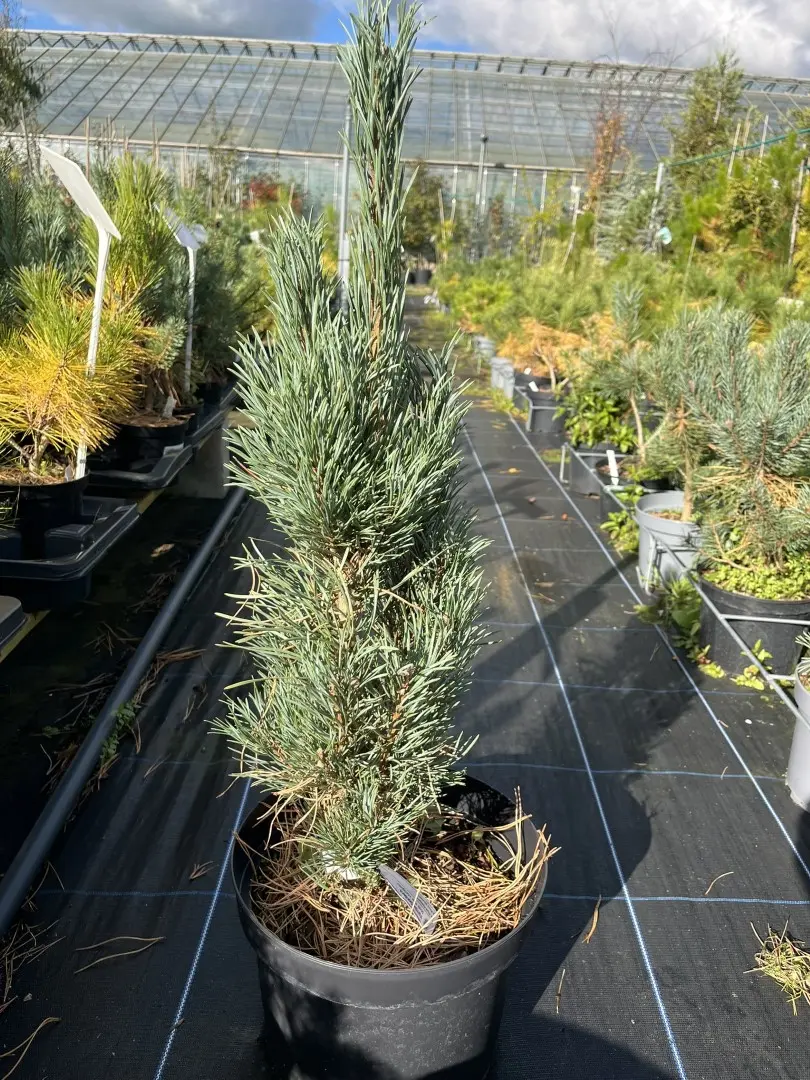 Pinus sylvestris - Scots pine 'Fastigiata'