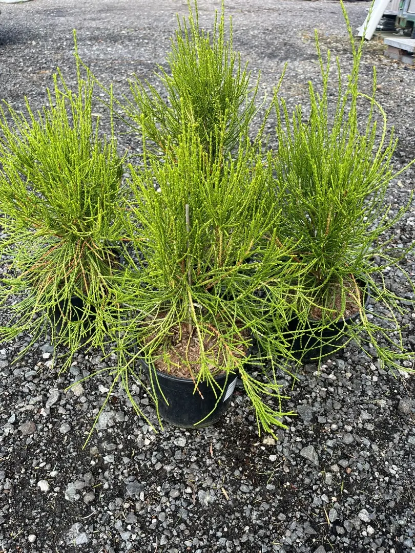 Platycladus orientalis - Oriental thuja 'Franky Boy'
