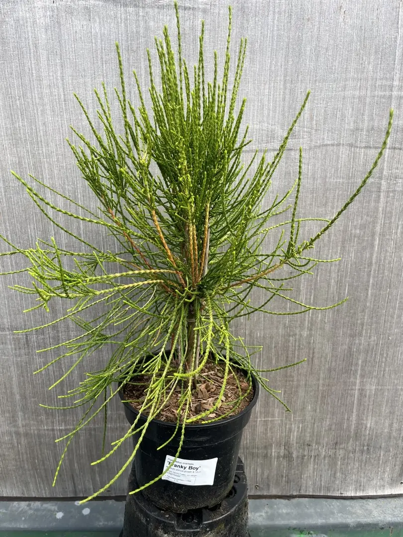 Platycladus orientalis - Oriental thuja 'Franky Boy'