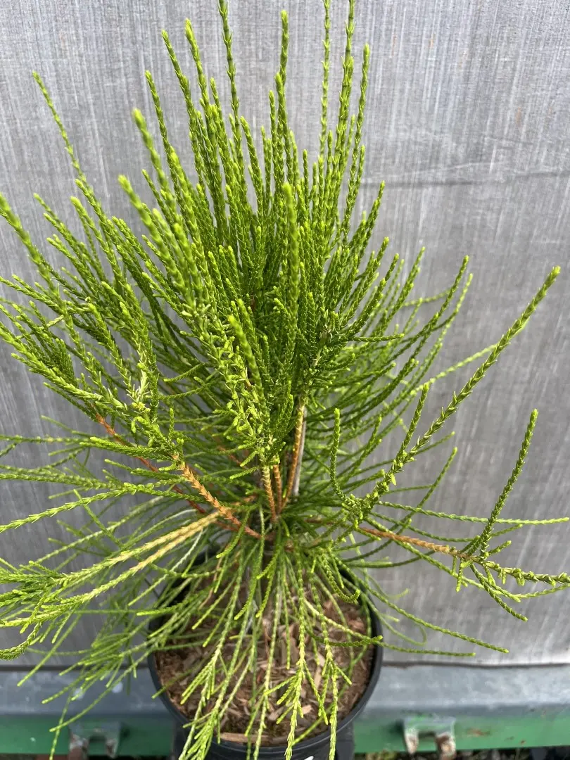 Platycladus orientalis - Oriental thuja 'Franky Boy'