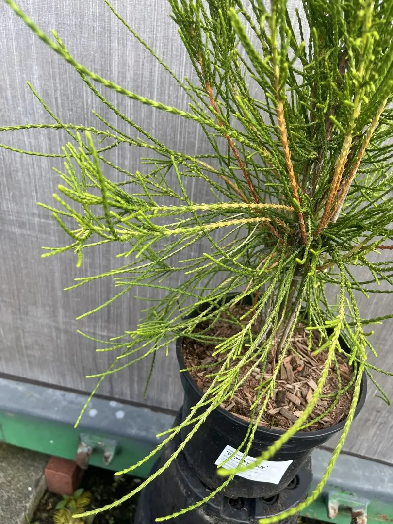 Platycladus orientalis - Oriental thuja 'Franky Boy'