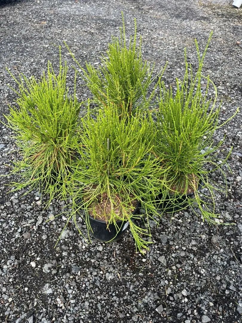 Platycladus orientalis - Oriental thuja 'Franky Boy'