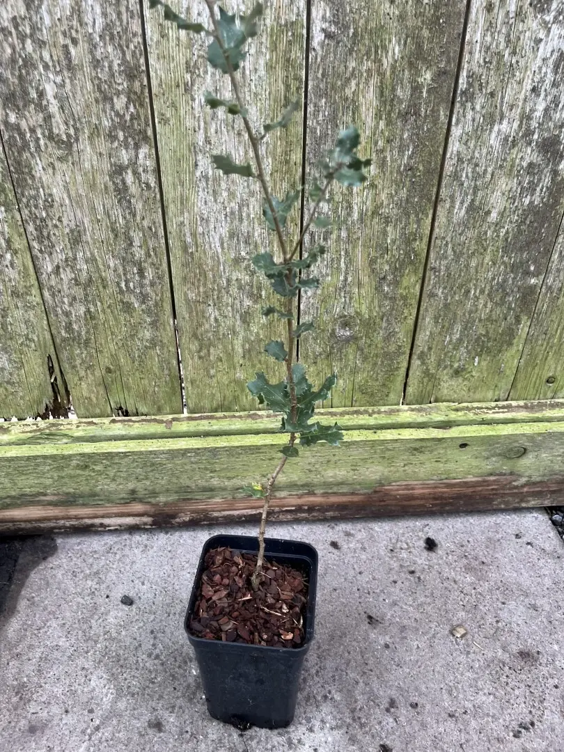 Quercus cornelius-mulleri - Muller Oak Tree