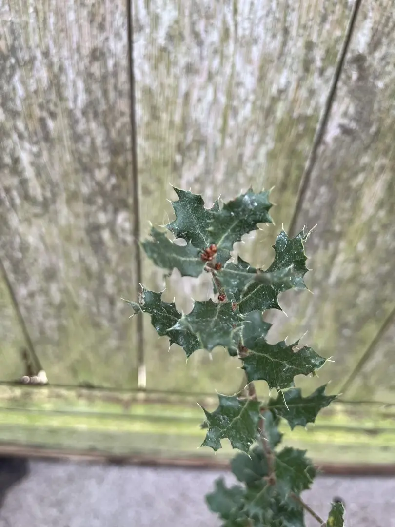 Quercus cornelius-mulleri - Muller Oak Tree