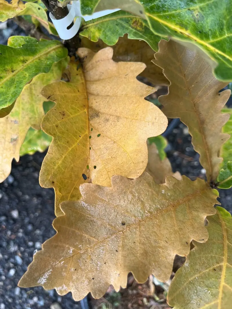 Quercus dentata - Daimyo Oak