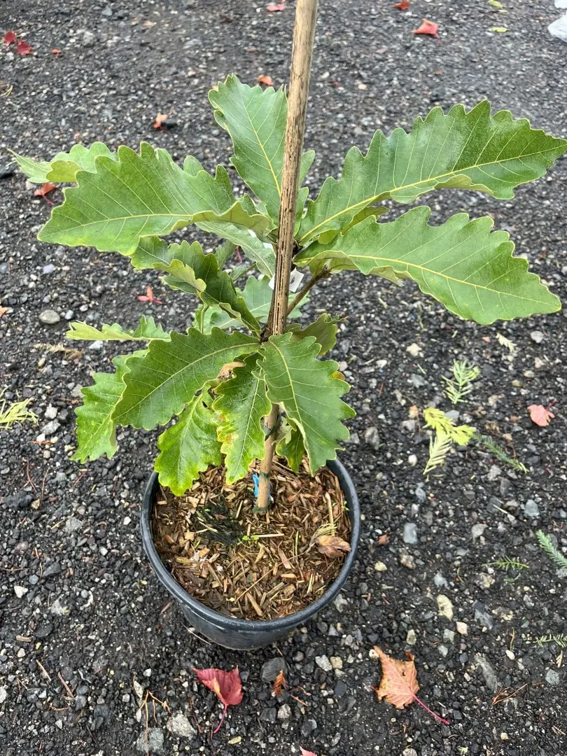 Quercus dentata - Daimyo Oak