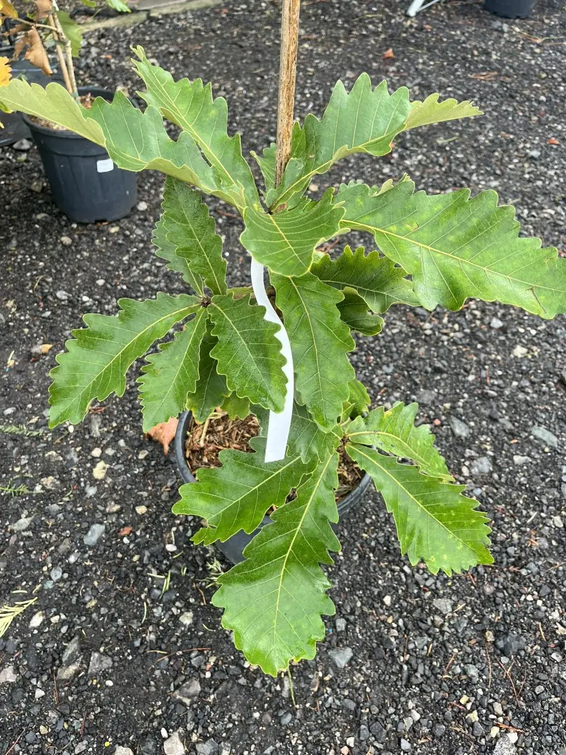 Quercus dentata - Daimyo Oak