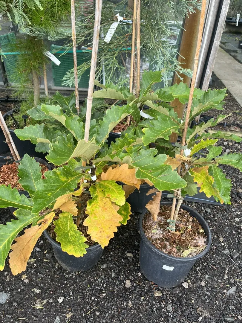 Quercus dentata - Daimyo Oak