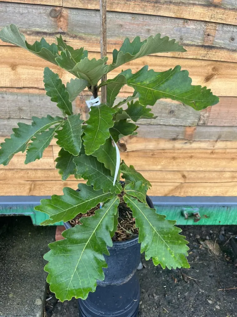 Quercus dentata - Daimyo Oak