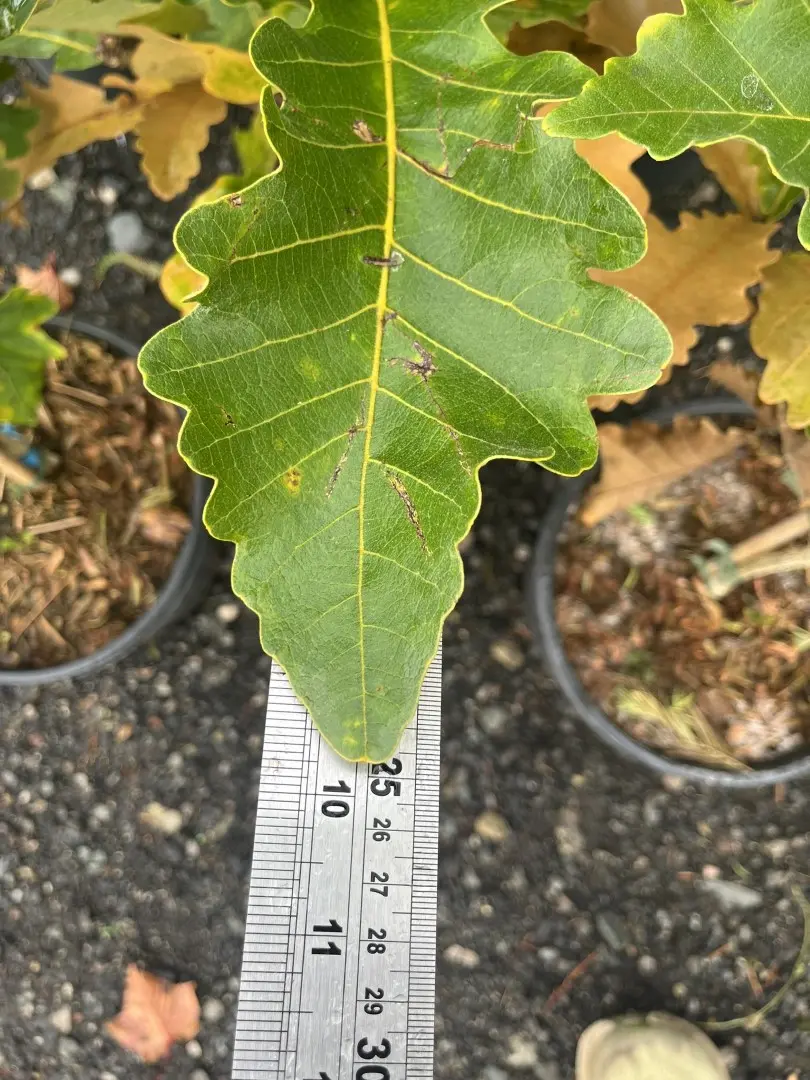 Quercus dentata - Daimyo Oak