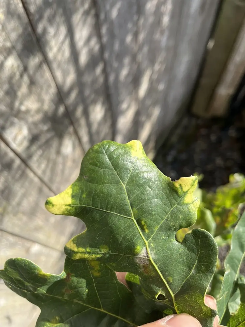 Quercus robur - English Oak 'Variegata'